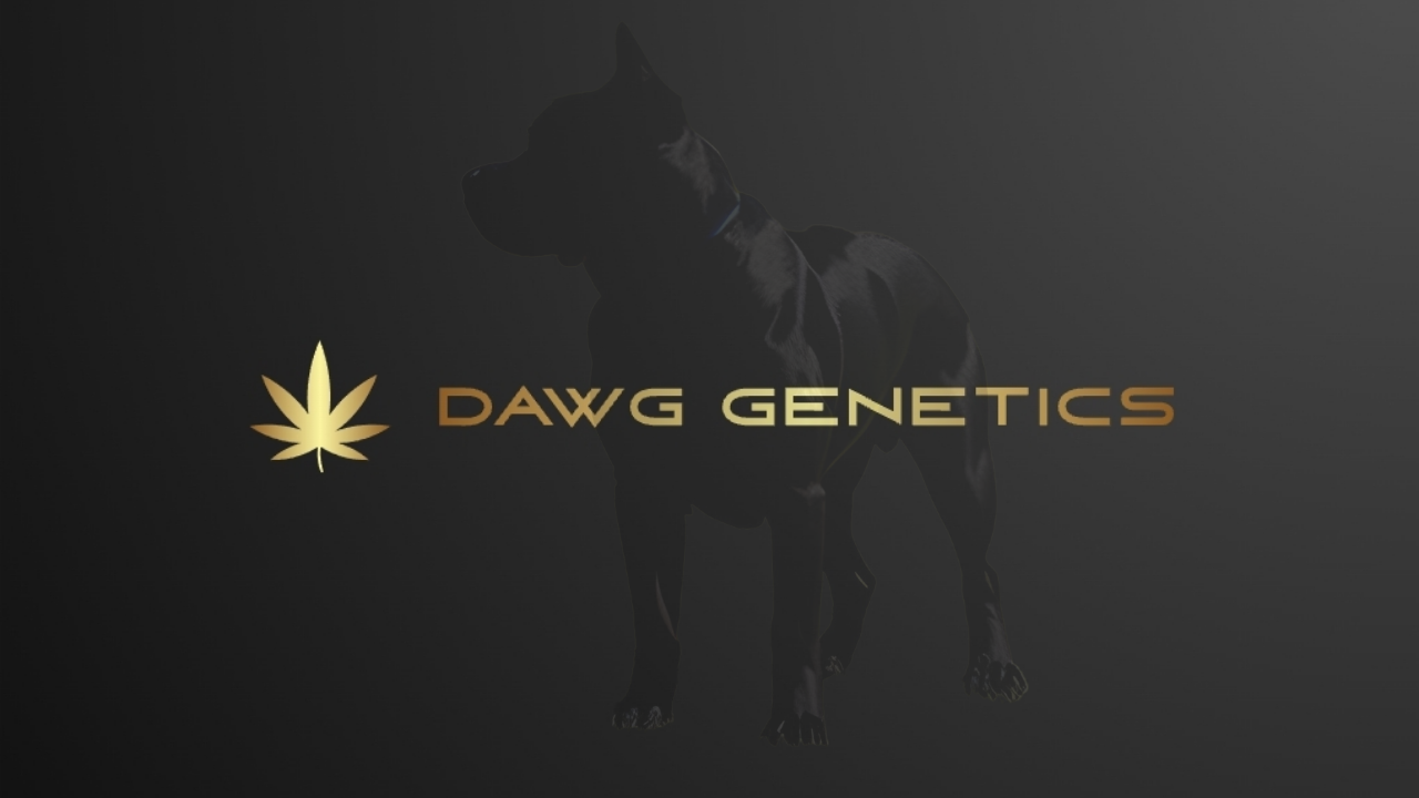 Buy Chocolate Stardawg Cannabis Seeds UK -  Dawg Genetics