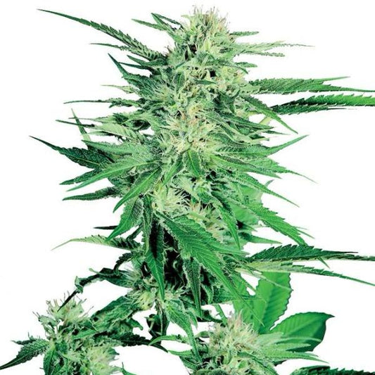 Buy Buy Sensi Seeds Big Bud Cannabis Seeds UK