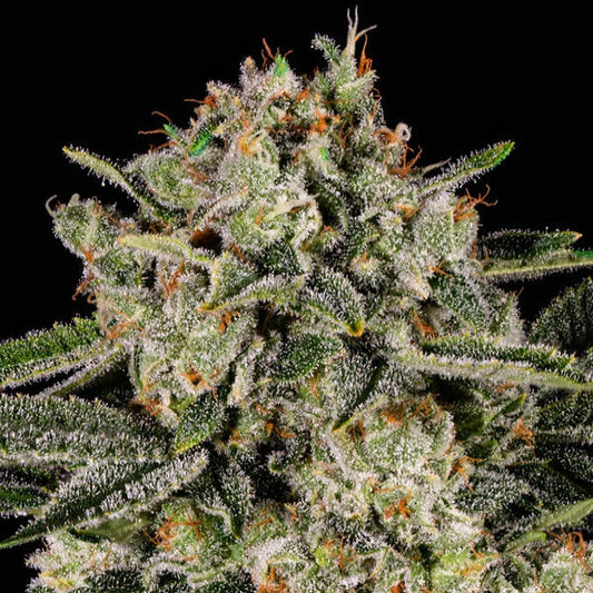 Buy Buy Anesia Seeds Banana MAC Cannabis Seeds UK