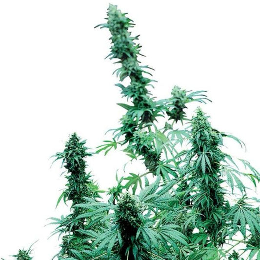 Buy Buy Sensi Seeds Early Skunk Cannabis Seeds UK