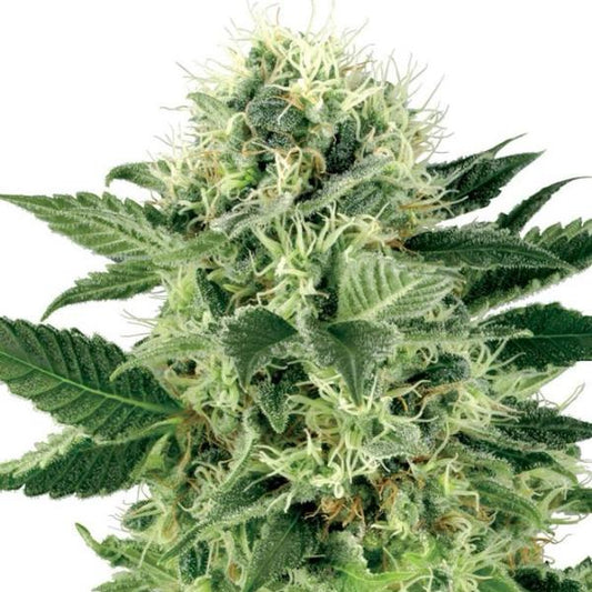 Buy Buy Sensi Seeds Northern Lights Cannabis Seeds UK