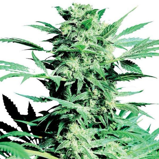 Buy Buy Sensi Seeds Shiva Skunk Cannabis Seeds UK