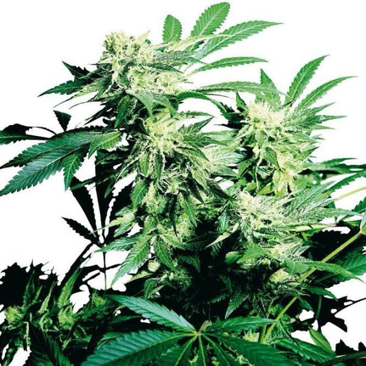 Buy Buy Sensi Seeds Skunk Kush Cannabis Seeds UK