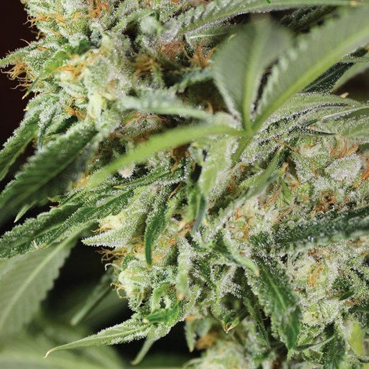 Buy Buy Anesia Seeds Ghost Train Haze #1 Cannabis Seeds UK