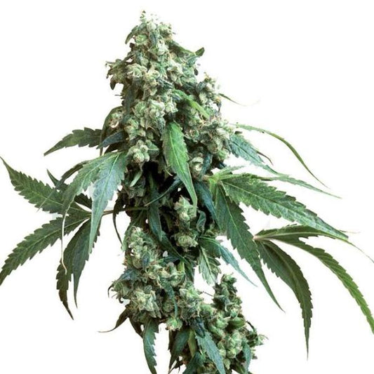 Buy Buy Sensi Seeds Jack Flash #5 Cannabis Seeds UK