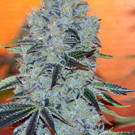 Buy Buy Anesia Seeds Mob Boss Cannabis Seeds UK