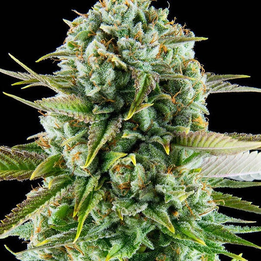 Buy Buy Anesia Seeds Pink Starburst Cannabis Seeds UK