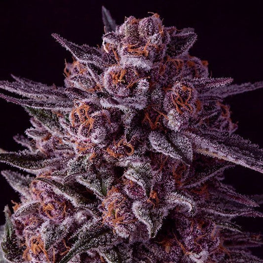 Buy Buy Anesia Seeds Gelato Dream Cannabis Seeds UK