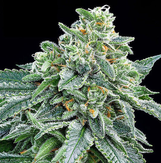 Buy Buy Anesia Seeds Strawberry Tree Cannabis Seeds UK