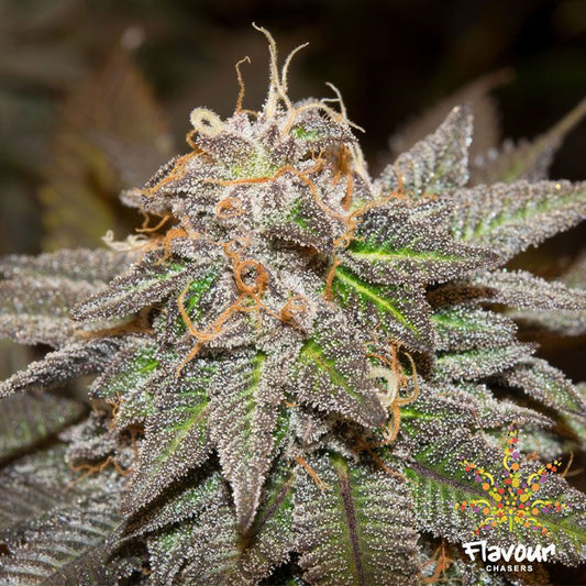 Buy Buy Flavour Chasers Seeds Sherblato Cannabis Seeds UK