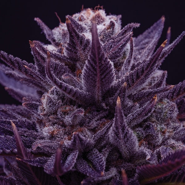 Buy Buy Anesia Seeds Imperium X Cannabis Seeds UK