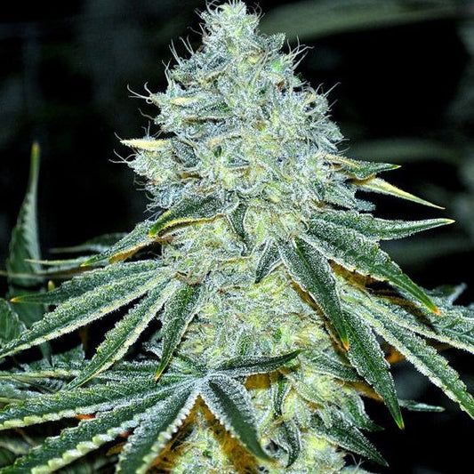 Buy Buy Anesia Seeds MAC Cannabis Seeds UK