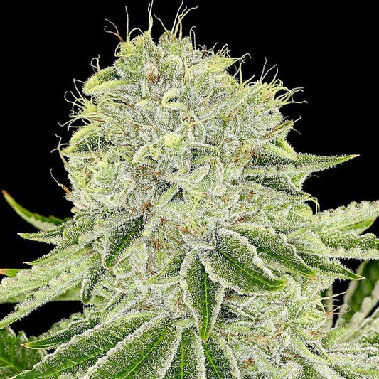 Anesia Seeds - Cash Cow