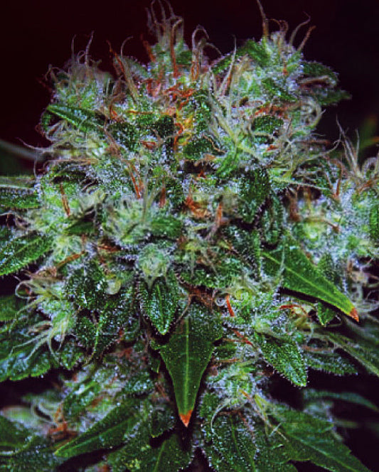 Buy Blue Cheese Auto (Expert Seeds) UK