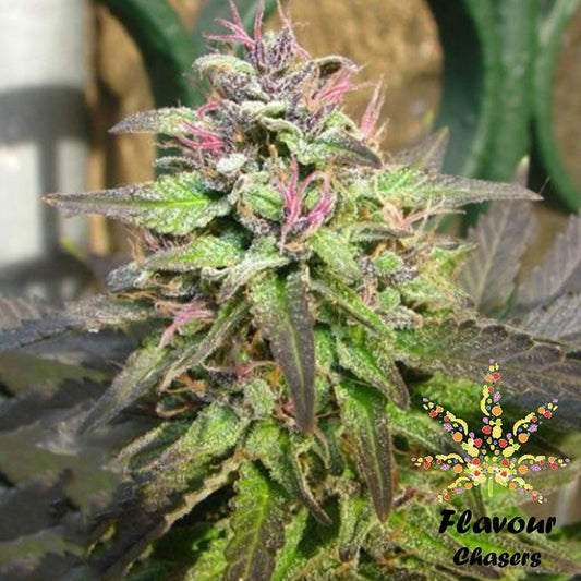 Buy Buy Flavour Chasers Pink Runtz Cannabis Seeds UK