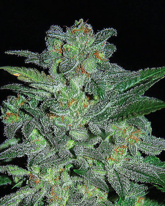 Buy Northern Lights (Expert Seeds) UK