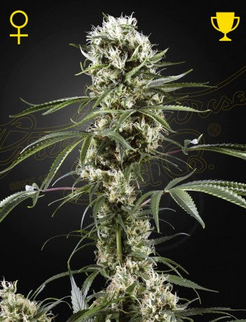 Buy Green House Seeds Super Lemon Haze Cannabis Seeds UK