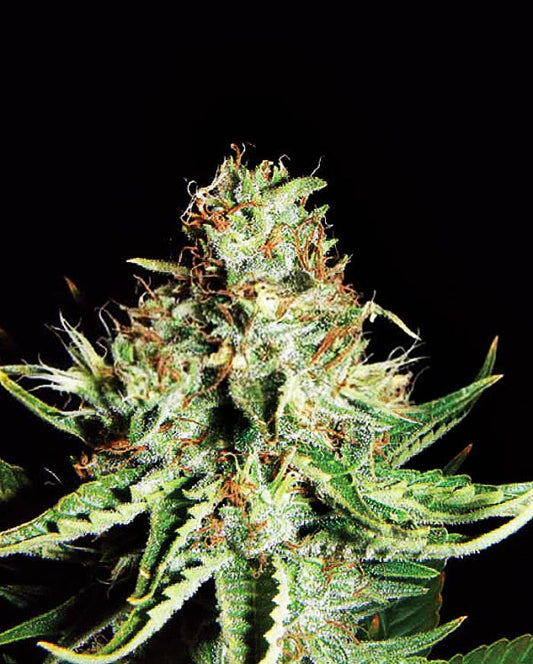 Buy Sweet Cream Auto (Expert Seeds) UK