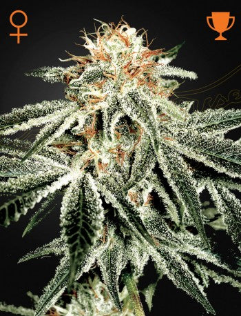 Buy Green House Seeds White Widow Cannabis Seeds UK