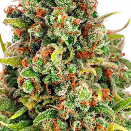 Buy Buy Anesia Seeds Manderine 47 Cannabis Seeds UK