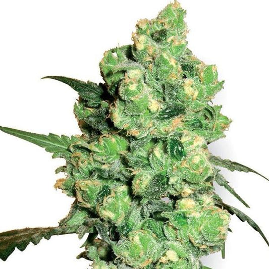 Buy Buy Sensi Seeds Super Skunk Cannabis Seeds UK