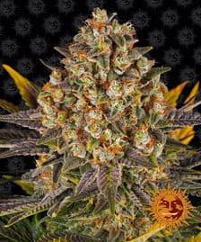 Buy Barneys Farm Banana Punch Cannabis Seeds UK