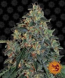 Buy Barneys Farm Blueberry OG Cannabis Seeds UK