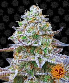 Buy Buy Barneys Farm Gorilla Zkittlez Cannabis Seeds UK