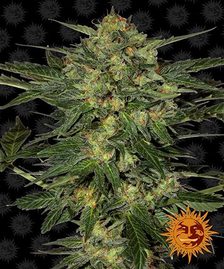 Buy Buy Barneys Farm LSD Cannabis Seeds UK