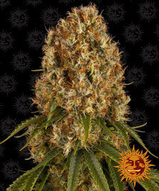 Buy Buy Barneys Farm Orange Sherbert Cannabis Seeds UK