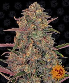 Buy Buy Barneys Farm Pineapple Chunk Cannabis Seeds UK