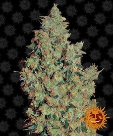 Buy Buy Barneys Farm Tangerine Dream Cannabis Seeds UK