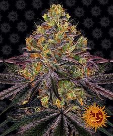 Buy Buy Barneys Farm Watermelon Zkittlez Cannabis Seeds UK