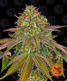 Buy Buy Barneys Farm Wedding Cake Cannabis Seeds UK