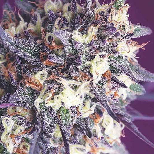 Buy Buy Anesia Seeds Super Glue Cannabis Seeds UK