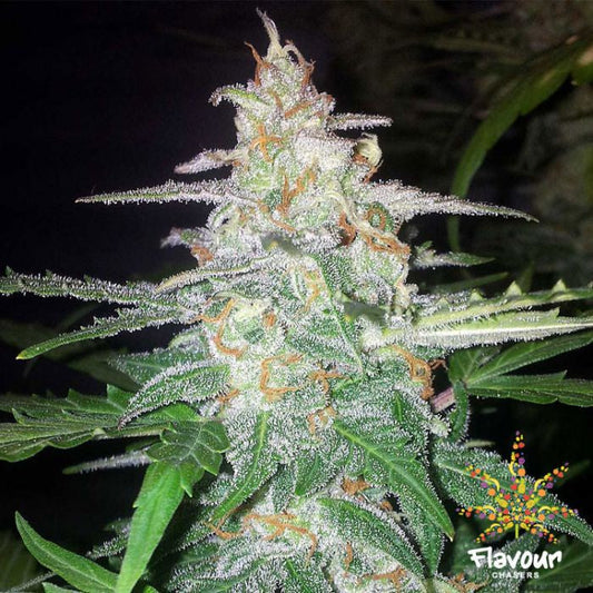 Buy Buy Flavour Chasers Seeds Forbidden Glue Cannabis Seeds UK