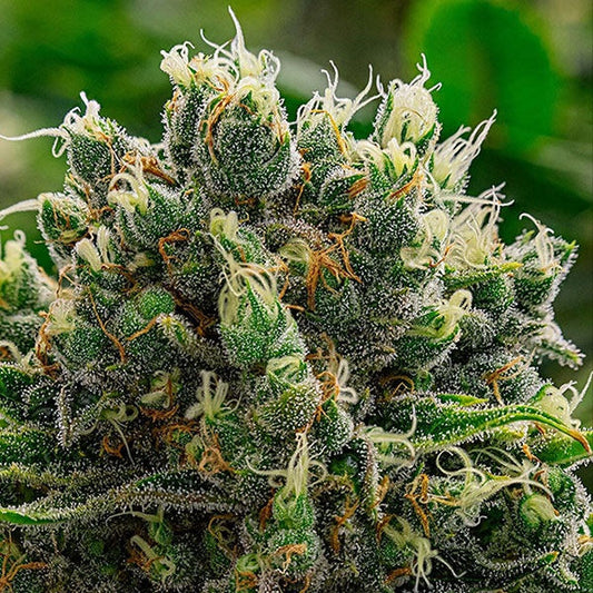 Buy Buy Anesia Seeds White Runtz Cannabis Seeds UK