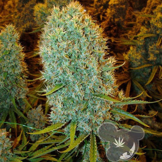 Buy Buy Anesia Seeds Big Bazooka Cannabis Seeds UK