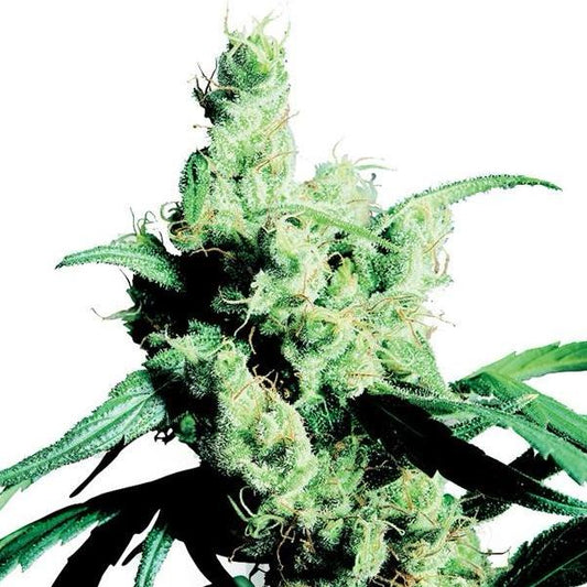 Buy Buy Sensi Seeds Silver Haze #9 Cannabis Seeds UK