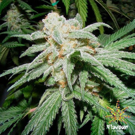 Buy Buy Flavour Chasers Seeds Grapefruit Tangie Cannabis Seeds UK