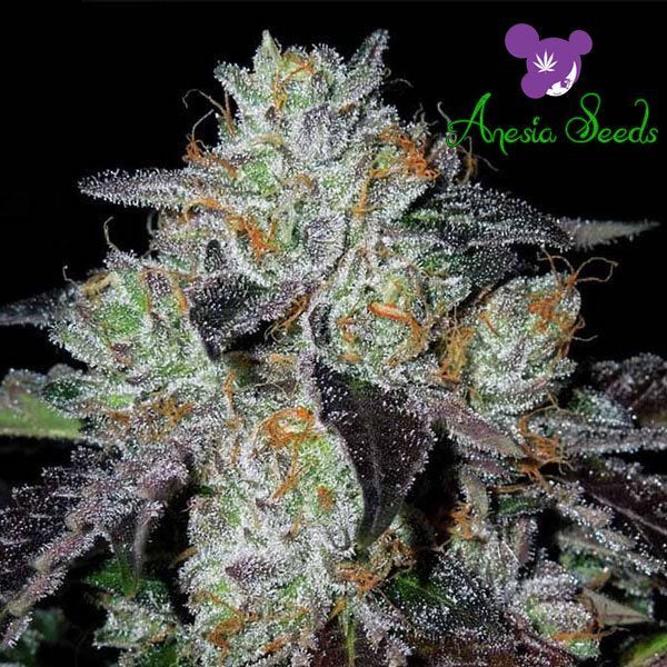 Buy Buy Anesia Seeds Purple Domina Cannabis Seeds UK