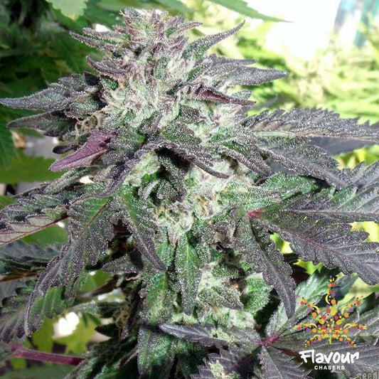 Buy Buy Flavour Chasers Seeds Cherry Pie Cannabis Seeds UK