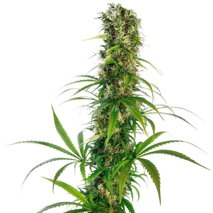 Buy Buy Sensi Seeds Michka® Cannabis Seeds UK