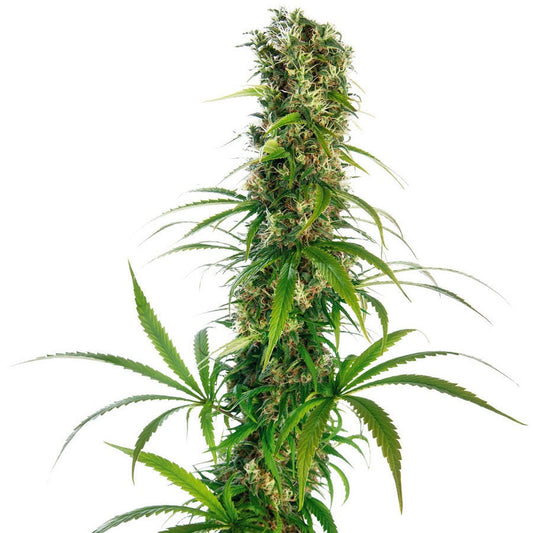 Buy Buy Sensi Seeds Michka® Cannabis Seeds UK