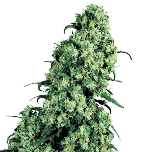 Buy Buy Sensi Seeds Skunk #1 Cannabis Seeds UK