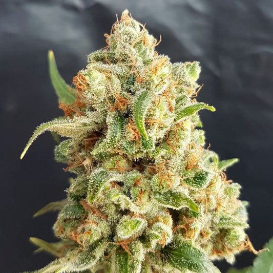 Buy New York Diesel Auto (Expert Seeds) UK