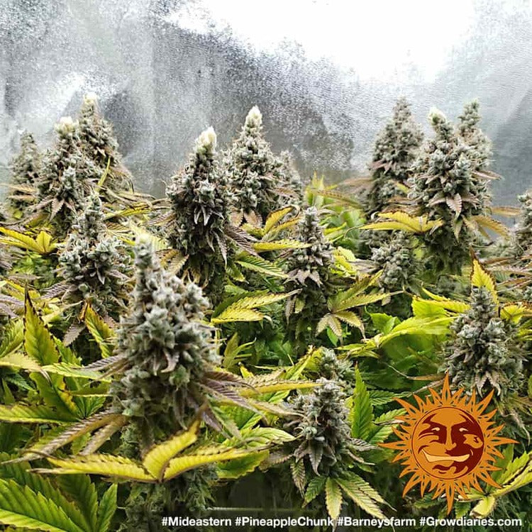 Buy Buy Barneys Farm Pineapple Chunk Cannabis Seeds UK