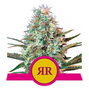 Buy Buy Royal Queen Seeds Royal Runtz Cannabis Seeds UK