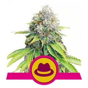 Buy Royal Queen Seeds OG Kush Cannabis Seeds UK