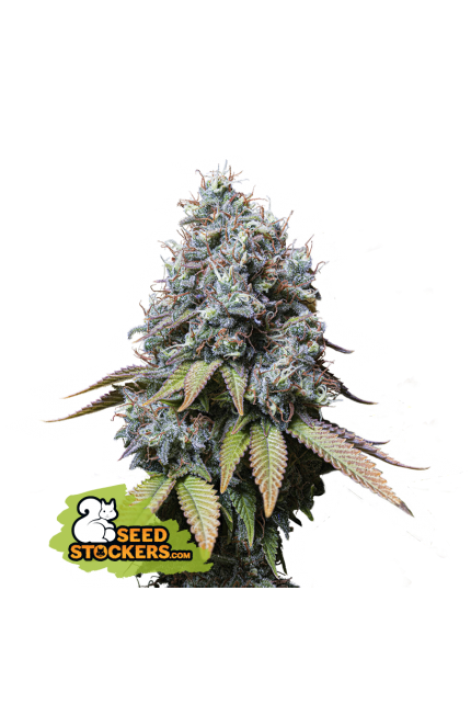 Buy Seedstockers Sour Diesel Cannabis Seeds UK